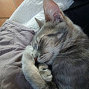 Baltazad a rejoint le concours — aidez-le/la à gagner de superbes lots ! animal, cat, closeup, comfort, cozy, cute, ear, feline, fur, indoor, nap, paw, pet, quilt, relaxation, resting, sleeping, soft, tabby, whiskers