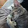 animal, cat, closeup, comfort, cozy, cute, ear, feline, fur, indoor, nap, paw, pet, quilt, relaxation, resting, sleeping, soft, tabby, whiskers