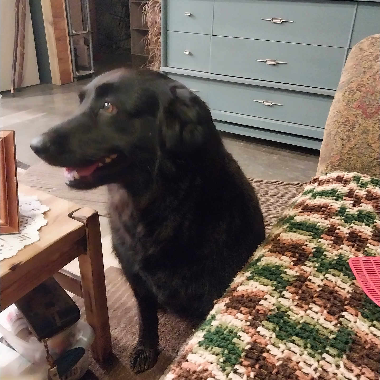 Maggie is registered to the contest to win money with this photo: animal, black_dog, blanket, canine, carpet, cozy, decor, dog, dresser, fur, furniture, home, indoor, living_room, pet, plant, sitting, smiling, table, wood