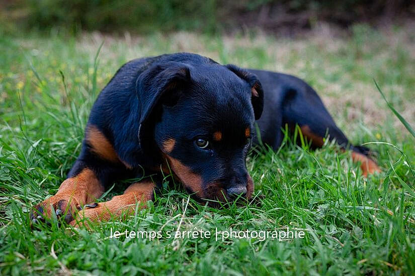 Shiva participe au concours pour gagner de l'argent avec cette photo : austrian_black_and_tan_hound, canidae, carnivore, dog, dog_breed, grass, huntaway, hunting_dog, lithuanian_hound, mammal, montenegrin_mountain_hound, pinscher, polish_hunting_dog, puppy, rare_breed_dog, rottweiler, smaland_hound, sporting_group, transylvanian_hound, vertebrate
