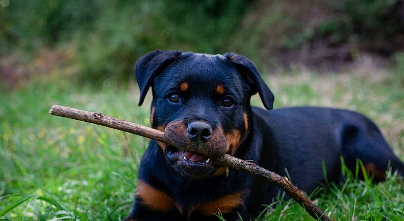 Shiva a rejoint le concours — aidez-le/la à gagner de superbes lots ! austrian_black_and_tan_hound, beauceron, black_and_tan_terrier, canidae, carnivore, companion_dog, dog, dog_breed, huntaway, hunting_dog, mammal, molosser, polish_hunting_dog, puppy, rare_breed_dog, rottweiler, smaland_hound, snout, vertebrate, working_dog