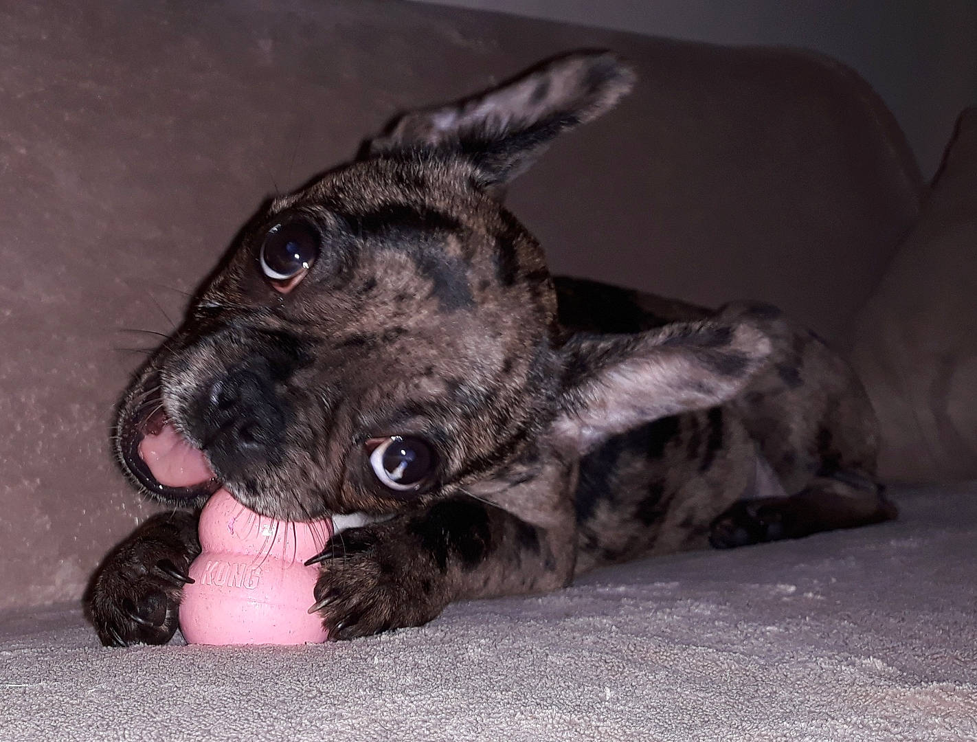 Doly participe au concours pour gagner de l'argent avec cette photo : bulldog, canidae, carnivore, companion_dog, dog, dog_breed, eye, fawn, french_bulldog, mammal, non_sporting_group, puppy, rare_breed_dog, snout, sporting_group, toy_bulldog, vertebrate, whiskers