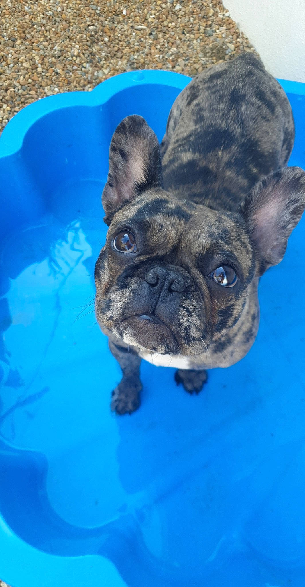 Doly a rejoint le concours — aidez-le/la à gagner de superbes lots ! american_bulldog, bulldog, canidae, carnivore, companion_dog, dog, dog_breed, eye, fawn, french_bulldog, mammal, molosser, non_sporting_group, olde_english_bulldogge, pug, puppy, snout, toy_bulldog, toy_dog, vertebrate