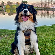Oyun a rejoint le concours — aidez-le/la à gagner de superbes lots ! dog, grass, lake, water, reflection, trees, sunset, outdoor, canine, happy, fur, nature, animal, pet, sitting, harness, greenery, smiling, scenic, peaceful
