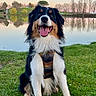 dog, grass, lake, water, reflection, trees, sunset, outdoor, canine, happy, fur, nature, animal, pet, sitting, harness, greenery, smiling, scenic, peaceful