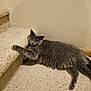 cat, gray_cat, carpet, staircase, indoor, pet, feline, relaxed, paw, fur, animal, cute, mammal, whiskers, laying_down, domestic_animal, household, floor, wall, resting