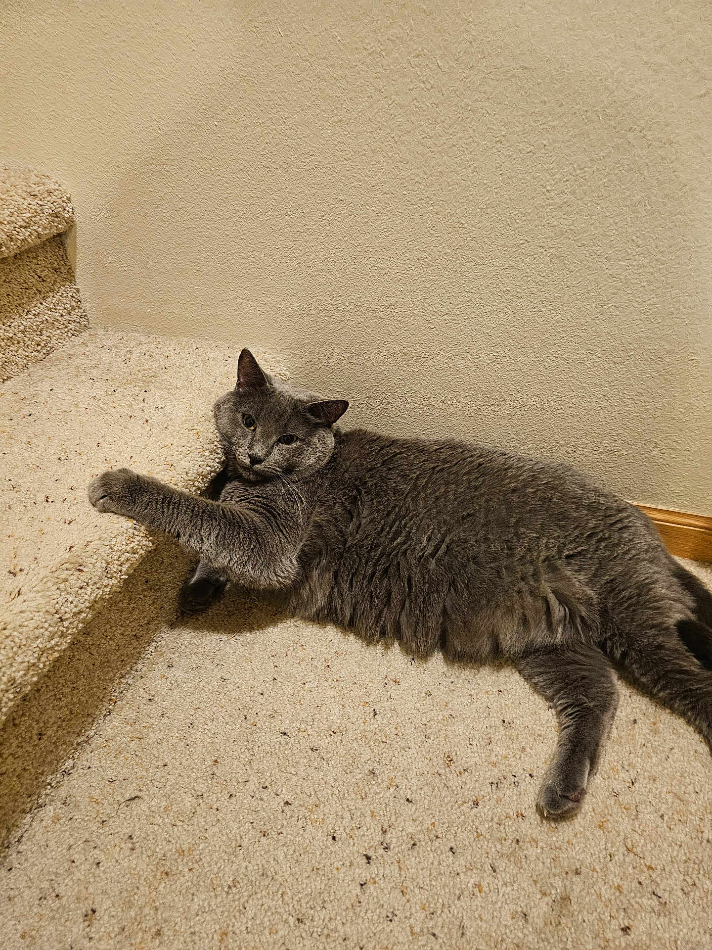 Maxwell is registered to the contest to win money with this photo: cat, gray_cat, carpet, staircase, indoor, pet, feline, relaxed, paw, fur, animal, cute, mammal, whiskers, laying_down, domestic_animal, household, floor, wall, resting