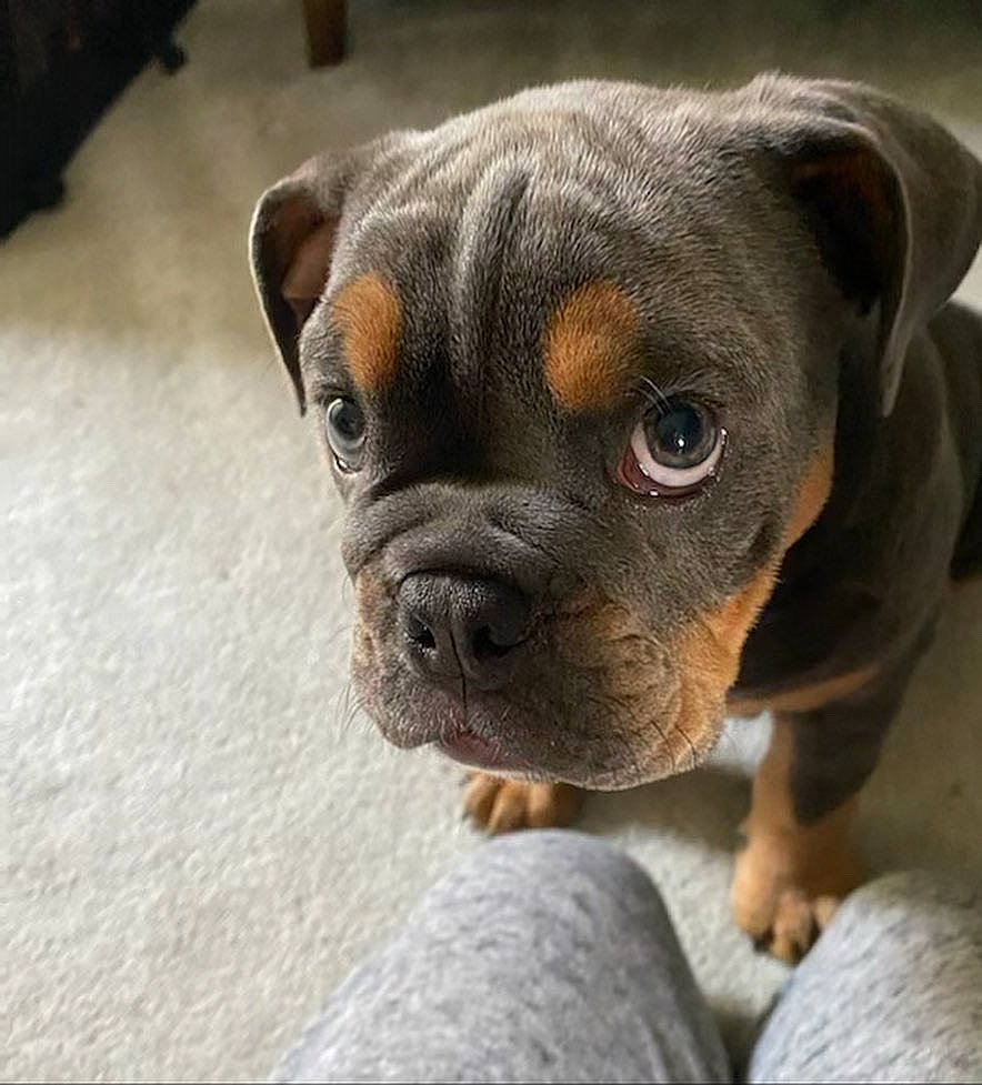 Bobbie joined the competition — help win amazing prizes! boxer, canidae, carnivore, companion_dog, dog, dog_breed, dog_collar, fawn, liver, molosser, paw, puppy, snout, sporting_group, terrestrial_animal, toy_dog, whiskers, working_animal, working_dog, wrinkle