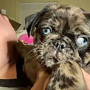 Cash joined the competition — help win amazing prizes! puppy, dog, blue_eyes, person, hand, indoor, face, close_up, video_call, smile, shirt, brindle, pet, holding, cute, animal, young_dog, furry, expression, background