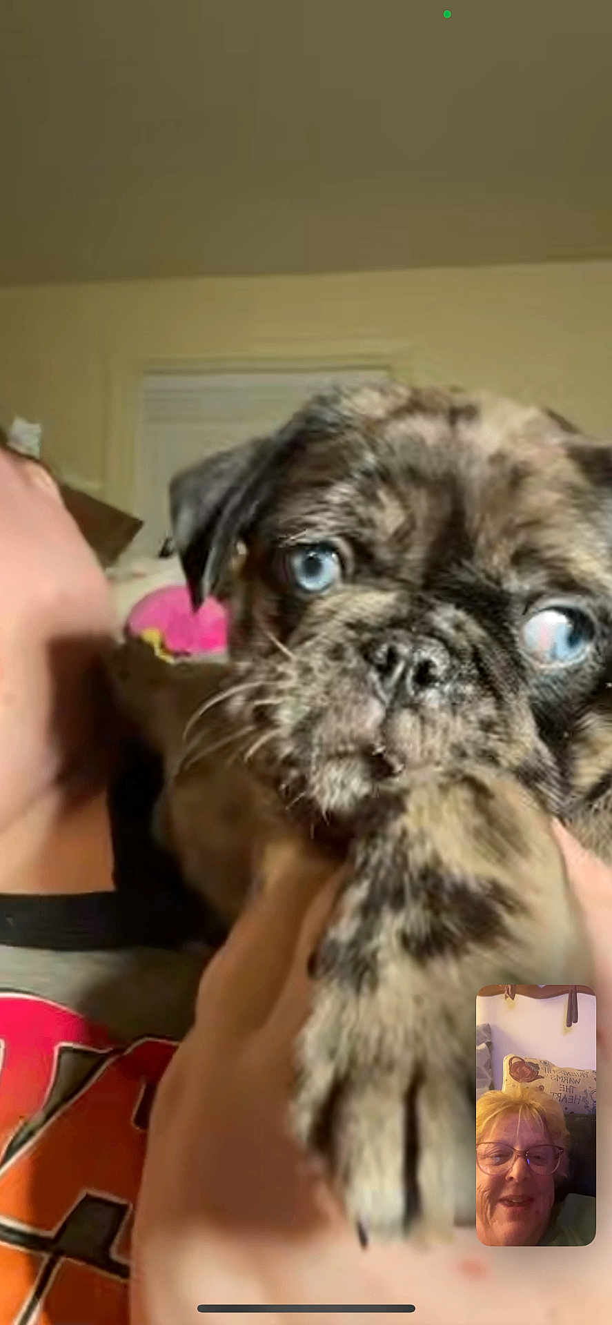 Cash joined the competition — help win amazing prizes! puppy, dog, blue_eyes, person, hand, indoor, face, close_up, video_call, smile, shirt, brindle, pet, holding, cute, animal, young_dog, furry, expression, background