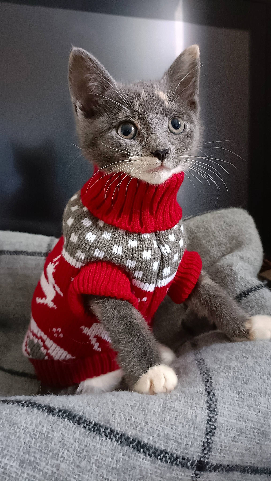 Haru is registered to the contest to win money with this photo: animal_figure, art, carnivore, cat, cat_toy, creative_arts, event, fashion_accessory, fawn, felidae, fictional_character, fur, grey, paw, small_to_medium_sized_cats, snout, tail, terrestrial_animal, toy, whiskers