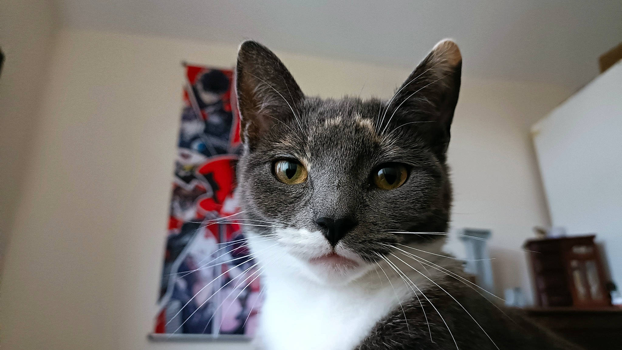 Haru joined the competition — help win amazing prizes! box, carnivore, cat, cat_furniture, domestic_short_haired_cat, felidae, fur, head, paw, pet_supply, small_to_medium_sized_cats, snout, whiskers, window