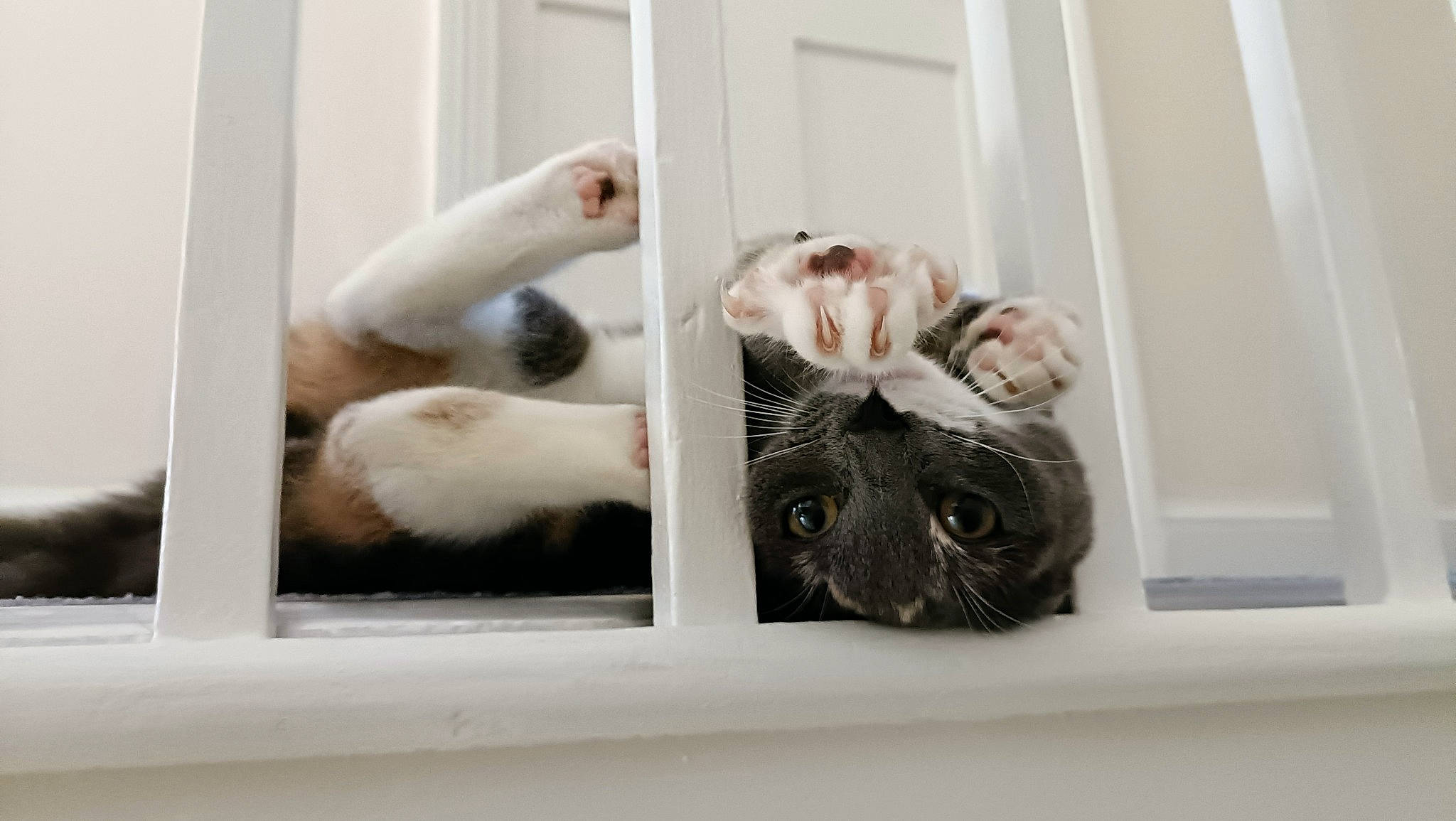 Haru joined the competition — help win amazing prizes! art, carnivore, cat, comfort, companion_dog, dog_breed, fawn, felidae, fur, mammal, paw, room, small_to_medium_sized_cats, snout, sporting_group, tail, terrestrial_animal, vertebrate, whiskers, window