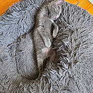 Aïko participe au concours pour gagner de l'argent avec cette photo : animal, cat, cozy, cute, domestic_cat, feline, fur, gray_cat, indoor, kitten, nap, peaceful, pet_bed, relaxed, resting, shaggy_bed, sleeping, small_animal, soft, wooden_floor