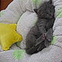 animal, blanket, closed_eyes, comfort, cozy, cute, fur, gray_cat, indoor, kitten, nap, paw, pet, relaxation, resting, sleeping, small, soft_texture, star_shaped_pillow, yellow_pillow