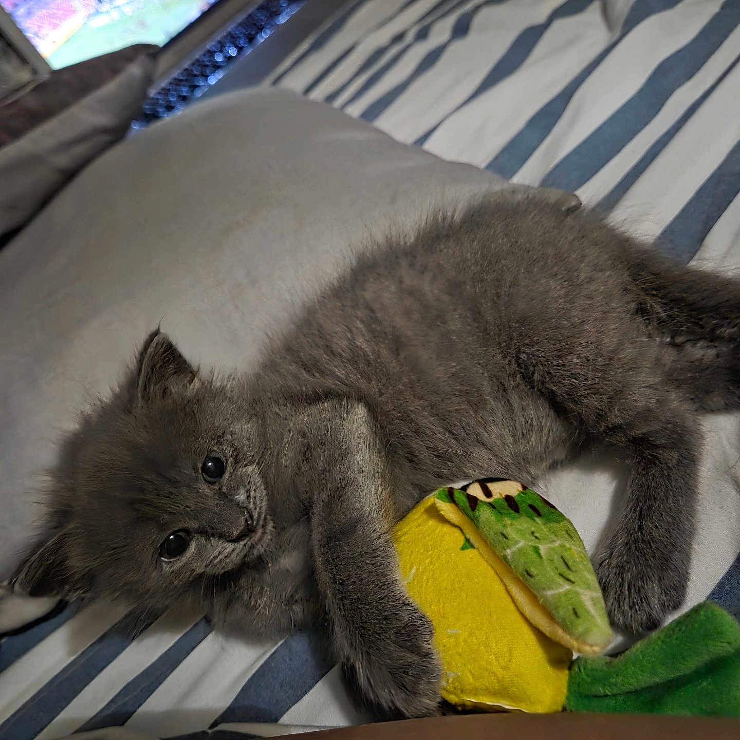 Aïko a rejoint le concours — aidez-le/la à gagner de superbes lots ! animal, bed, cozy, cute, domestic_cat, furry, gray_cat, indoor, kitten, laptop, pet, playing, plush_toy, relaxed, resting, sleepy, soft, striped_bedspread, toy, young_cat