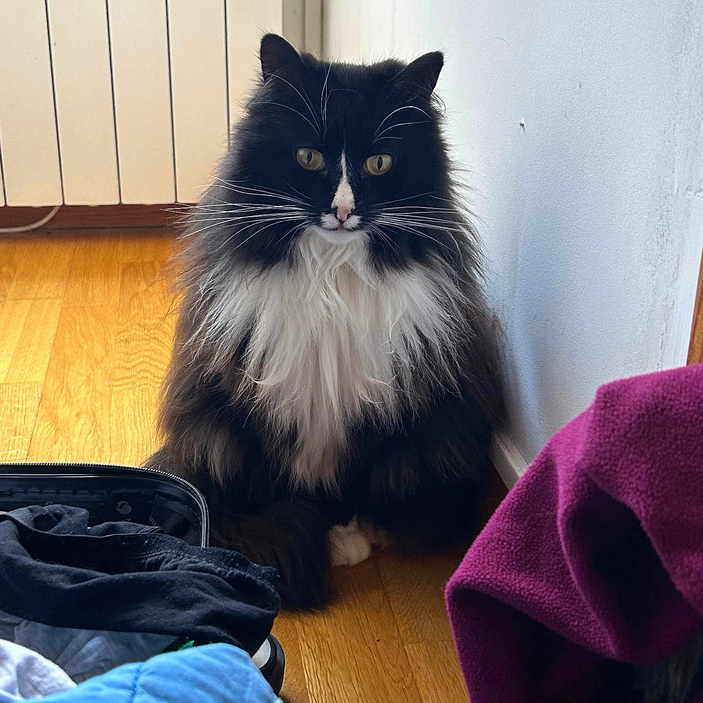 Nala a rejoint le concours — aidez-le/la à gagner de superbes lots ! animal, architecture, bed, bedroom, blanket, building, cat, clothing, couch, furniture, hardwood, indoors, interiordesign, kitten, livingroom, manx, pants, pet, room, wood