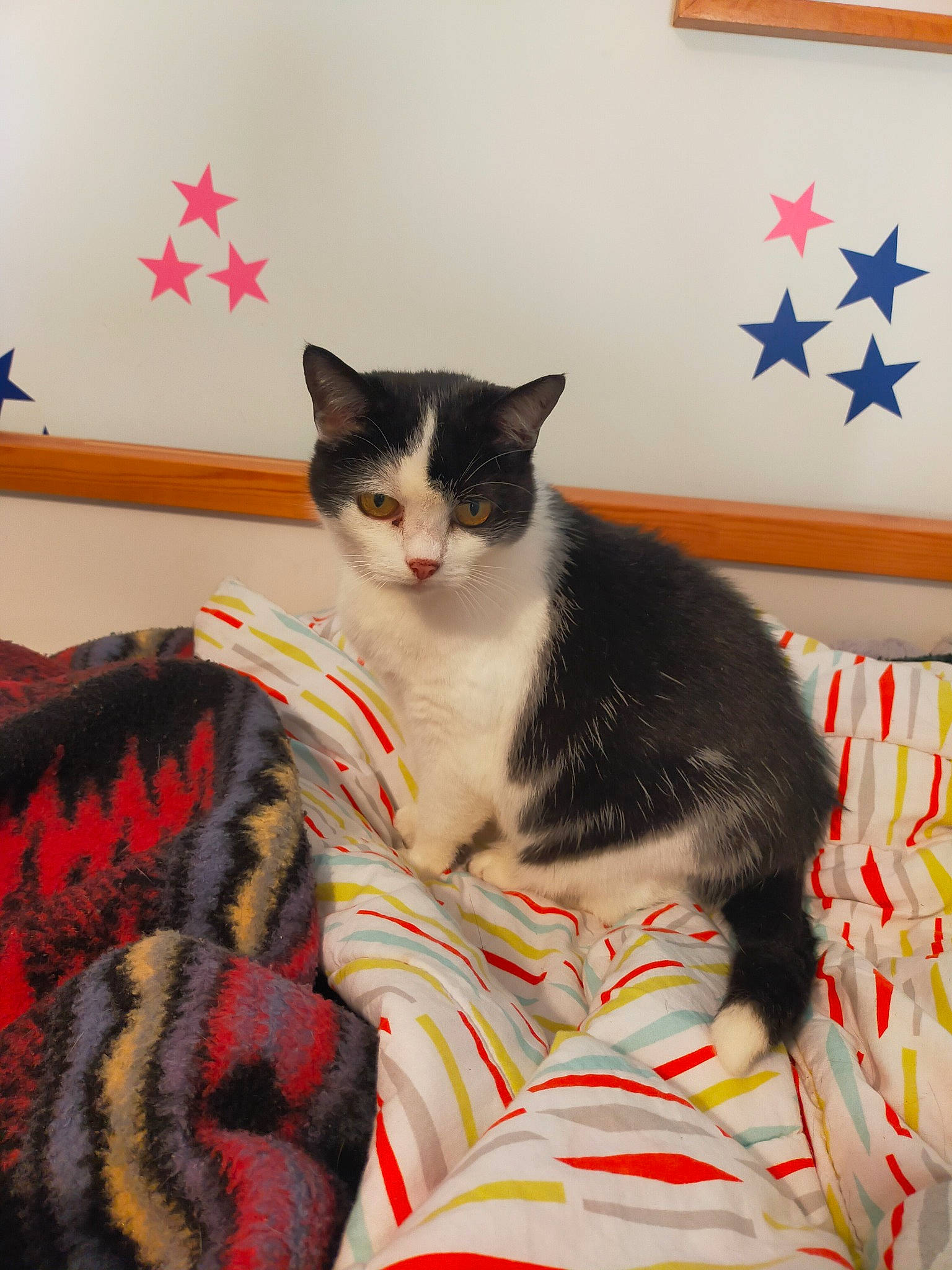 Trixie is registered to the contest to win money with this photo: carnivore, cat, comfort, domestic_short_haired_cat, felidae, flooring, fur, linens, pattern, paw, room, sitting, small_to_medium_sized_cats, tail, tree, whiskers, wood