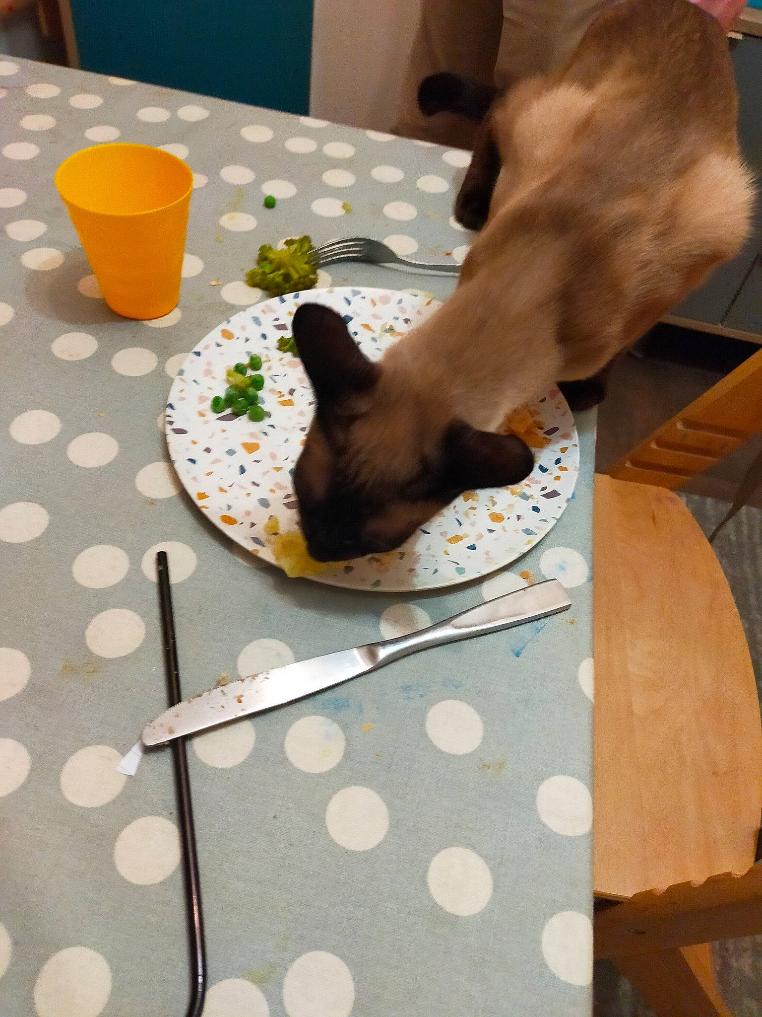 Indigo joined the competition — help win amazing prizes! chair, companion_dog, cuisine, cup, design, drinkware, fawn, felidae, flooring, linens, pattern, plate, room, serveware, small_to_medium_sized_cats, table, tablecloth, tableware, textile, wood