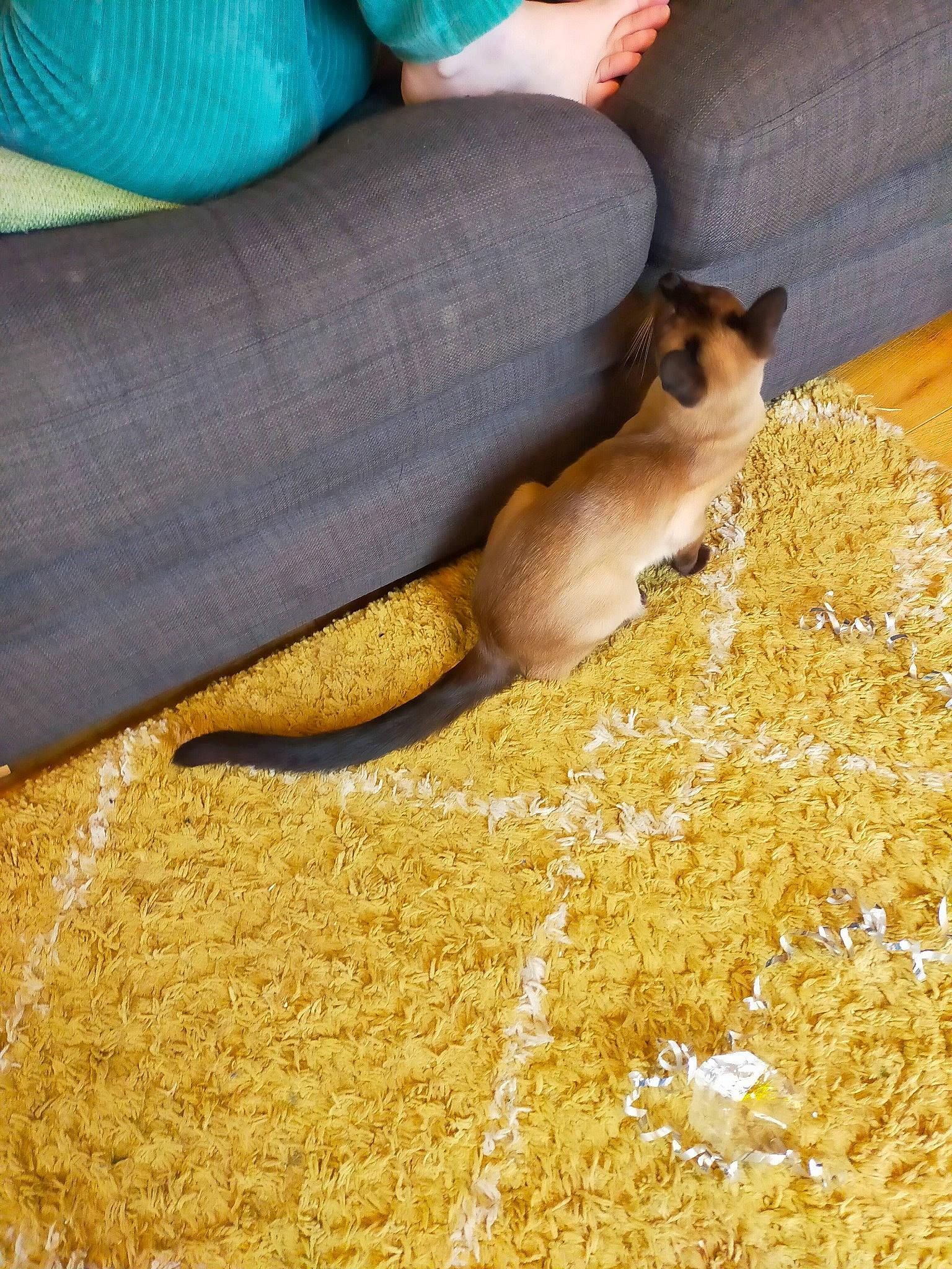 Indigo joined the competition — help win amazing prizes! cat, comfort, companion_dog, dog_breed, fawn, felidae, flooring, foot, fur, gesture, grass, human_leg, paw, sand, small_to_medium_sized_cats, soil, tail, toe, whiskers, wood