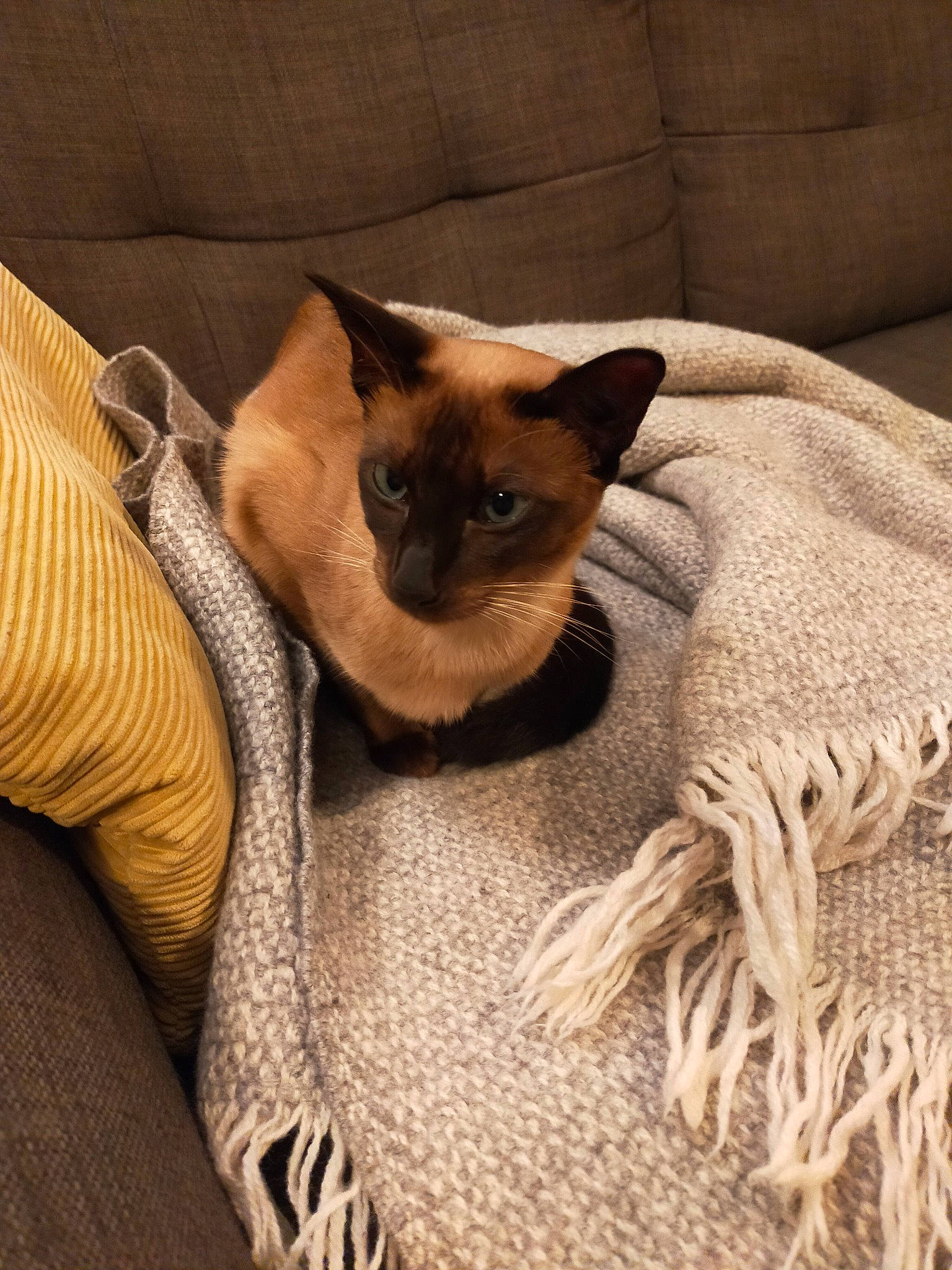 Indigo is registered to the contest to win money with this photo: balinese, beige, carnivore, cat, cat_supply, comfort, domestic_short_haired_cat, fawn, felidae, fur, linens, pet_supply, siamese, small_to_medium_sized_cats, snout, tail, terrestrial_animal, whiskers, wood