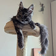 Meïve participe au concours pour gagner de l'argent avec cette photo : animal, cat, cat_tree, claws, cute, domestic_animal, ears, feline, fluffy, fur, houseplant, indoor, paw, pet, pet_furniture, relaxed, resting, tabby, tail, whiskers