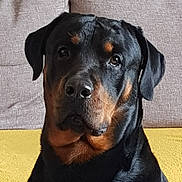 P-Leroy participe au concours pour gagner de l'argent avec cette photo : dog, rottweiler, black_and_tan, pet, portrait, sitting, couch, sofa, indoors, home, animal, mammal, glossy_coat, floppy_ears, brown_markings, front_facing, serious_expression, companion, close_up, domestic_animal