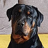 dog, rottweiler, black_and_tan, pet, portrait, sitting, couch, sofa, indoors, home, animal, mammal, glossy_coat, floppy_ears, brown_markings, front_facing, serious_expression, companion, close_up, domestic_animal