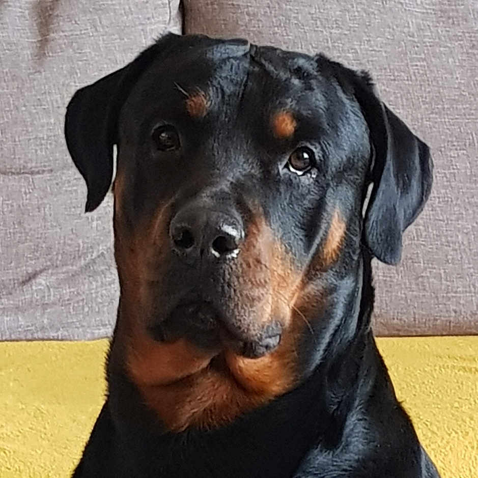 P-Leroy participe au concours pour gagner de l'argent avec cette photo : dog, rottweiler, black_and_tan, pet, portrait, sitting, couch, sofa, indoors, home, animal, mammal, glossy_coat, floppy_ears, brown_markings, front_facing, serious_expression, companion, close_up, domestic_animal