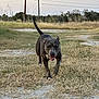 dog, gray_dog, outdoor, grass, dirt_path, animal, pet, nature, tongue_out, running, happy, canine, field, trees, power_lines, sky, daylight, tail, walking, landscape