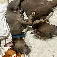Suzy is registered to the contest to win money with this photo: dog, bed, collar, stuffed_toy, toy, brown, white_bed, resting, relaxed, animal, pet, indoor, sleeping, ears, paws, fur, canine, comfort, sleep, domestic
