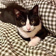 Maverick participe au concours pour gagner de l'argent avec cette photo : animal, black_and_white_cat, blanket, cat, checkered_pattern, close_up, cozy, curious, cute, domestic_animal, ears, feline, fur, indoor, looking_at_camera, paws, pet, resting, soft_light, whiskers