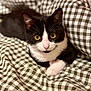animal, black_and_white_cat, blanket, cat, checkered_pattern, close_up, cozy, curious, cute, domestic_animal, ears, feline, fur, indoor, looking_at_camera, paws, pet, resting, soft_light, whiskers