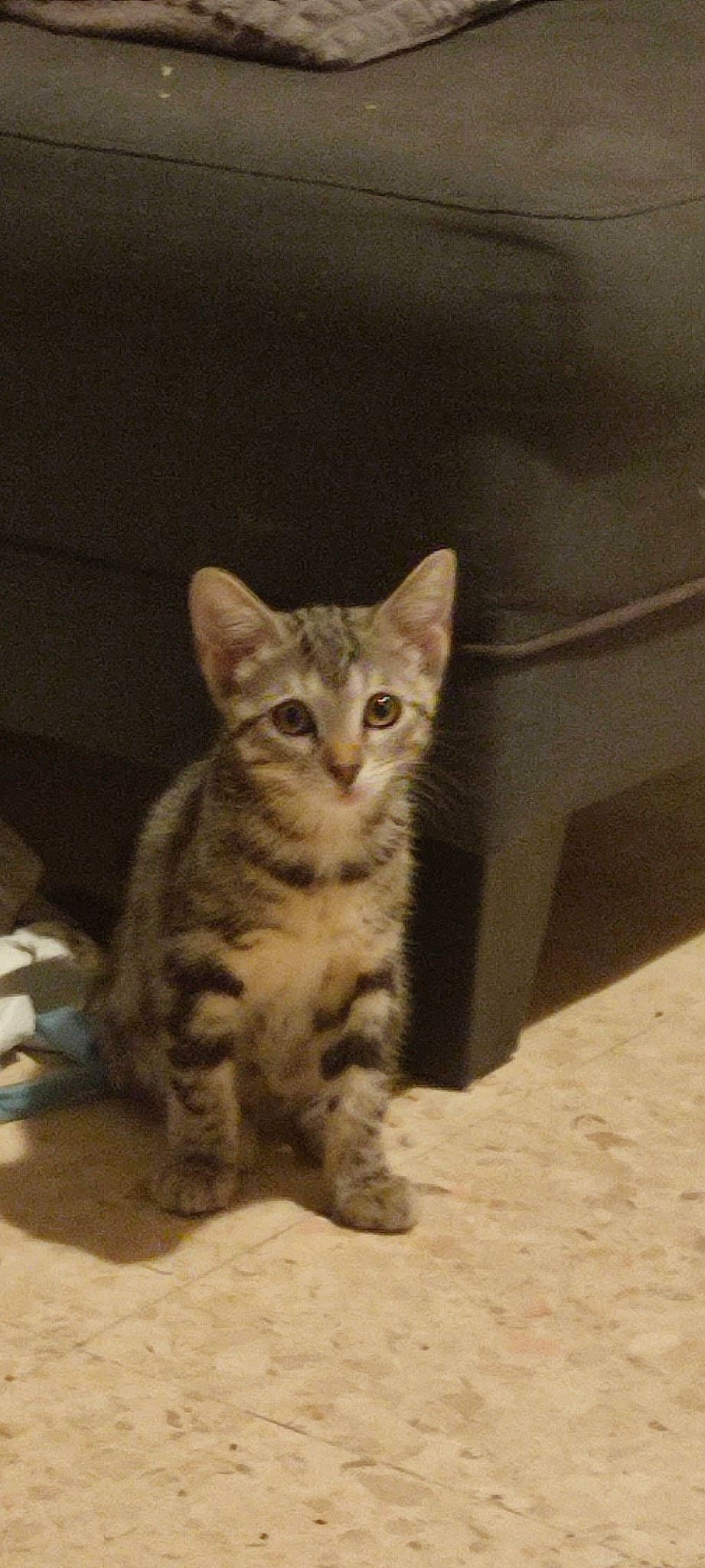 Lune participe au concours pour gagner de l'argent avec cette photo : carnivore, cat, domestic_short_haired_cat, door, fawn, felidae, fur, paw, small_to_medium_sized_cats, snout, tail, terrestrial_animal, whiskers, wildlife, window