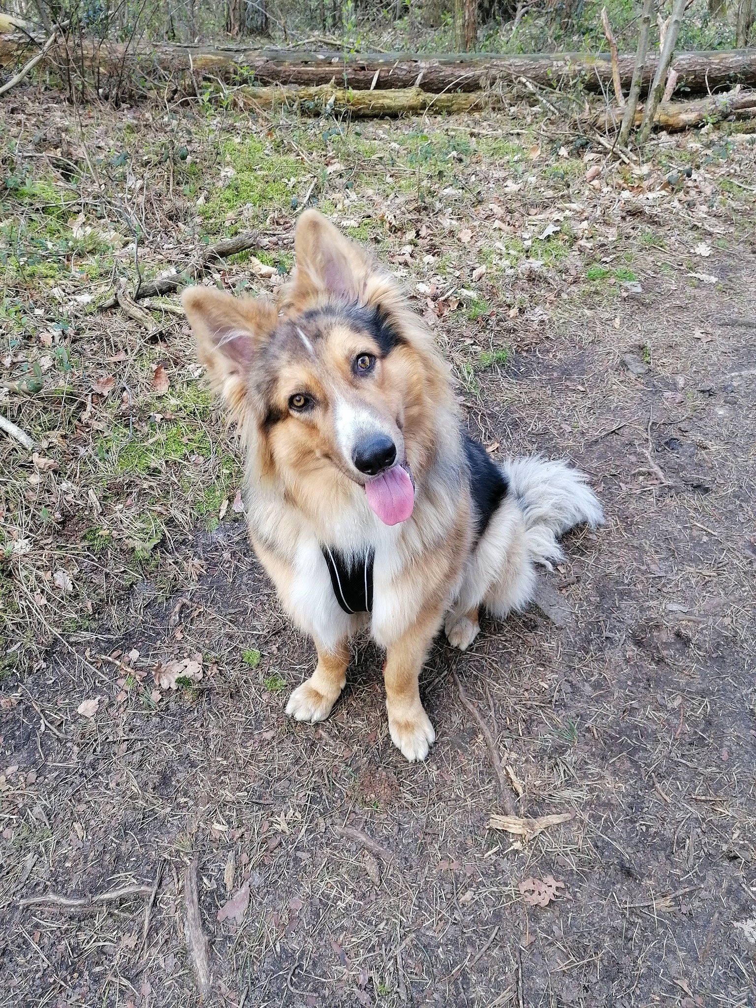 Mirco a rejoint le concours — aidez-le/la à gagner de superbes lots ! canidae, carnivore, collie, companion_dog, dog, dog_breed, fawn, fur, grass, herding_dog, leash, plant, scotch_collie, shetland_sheepdog, snout, soil, sporting_group, tail, terrestrial_animal, working_dog