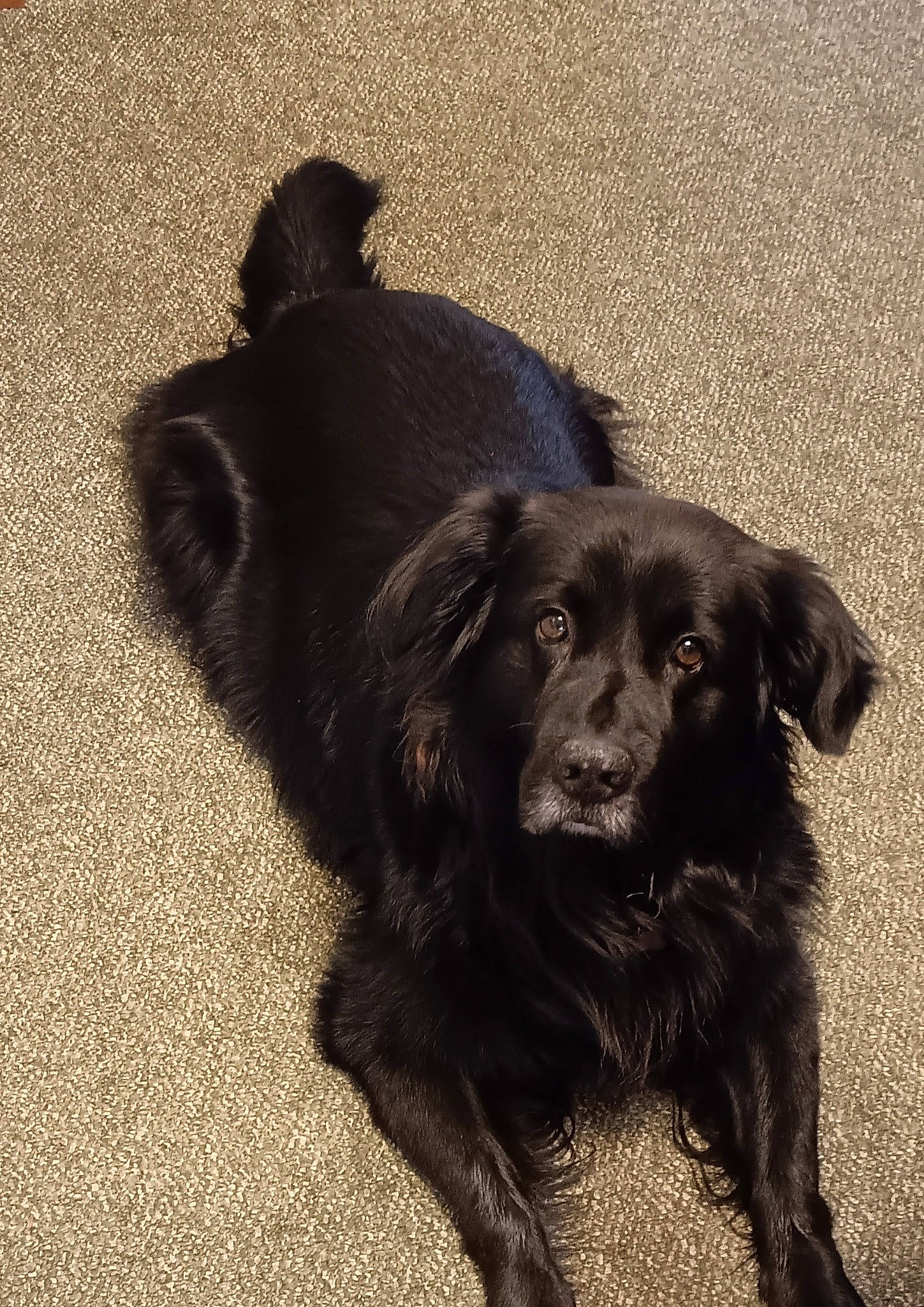 Vader is registered to the contest to win money with this photo: asphalt, borador, canidae, carnivore, companion_dog, dog, dog_breed, dog_collar, fur, gun_dog, liver, retriever, road_surface, shadow, snout, sporting_group, tail, tints_and_shades, whiskers, working_animal