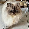 Rudy participe au concours pour gagner de l'argent avec cette photo : cat, persian_cat, fluffy, blue_eyes, feline, pet, indoor, floor, tile, home, animal, whiskers, ears, fur, cute, domestic, mammal, toy, background, living_room