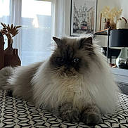 Rudy participe au concours pour gagner de l'argent avec cette photo : cat, fluffy, indoor, table, patterned_tablecloth, window, curtains, vase, decor, painting, living_room, furniture, soft_light, relaxed, pet, animal, cozy, home, domestic, resting