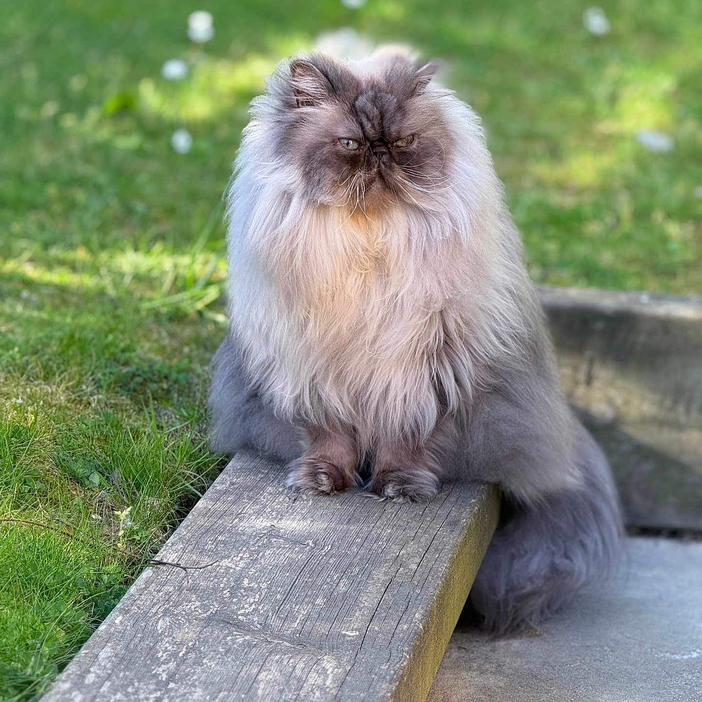 Rudy participe au concours pour gagner de l'argent avec cette photo : cat, fluffy, long_hair, grumpy_expression, outdoor, grass, wooden_plank, greenery, nature, pet, animal, sitting, fur, cute, portrait, daylight, garden, whiskers, relaxed, mammal