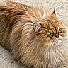 cat, persian_cat, fluffy, green_eyes, pet, animal, feline, outdoor, concrete, fur, cute, whiskers, mammal, domestic_animal, close_up, sitting, alert, small_animal, portrait, furry