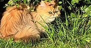 Tokyo participe au concours pour gagner de l'argent avec cette photo : cat, orange_cat, fluffy, grass, greenery, bush, leaves, outdoor, sunlight, nature, pet, feline, animal, hiding, wildlife, closeup, fur, eyes, daylight, mammal