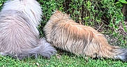 Tokyo a rejoint le concours — aidez-le/la à gagner de superbes lots ! animal, back_view, bushes, cat, curious, daylight, domestic_animal, fluffy, fur, garden, grass, greenery, mammal, nature, outdoor, peaceful, pets, relaxed, two_animals, wildlife