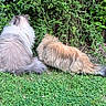 cat, fluffy, outdoor, greenery, grass, bushes, nature, pets, animal, fur, two_animals, back_view, curious, wildlife, mammal, domestic_animal, relaxed, garden, daylight, peaceful