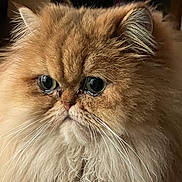 Tokyo a rejoint le concours — aidez-le/la à gagner de superbes lots ! cat, persian_cat, fluffy, close_up, pet, animal, fur, whiskers, face, portrait, indoor, mammal, cute, expression, big_eyes, feline, domestic_animal, soft_light, adorable, long_hair