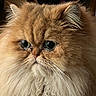 cat, persian_cat, fluffy, close_up, pet, animal, fur, whiskers, face, portrait, indoor, mammal, cute, expression, big_eyes, feline, domestic_animal, soft_light, adorable, long_hair