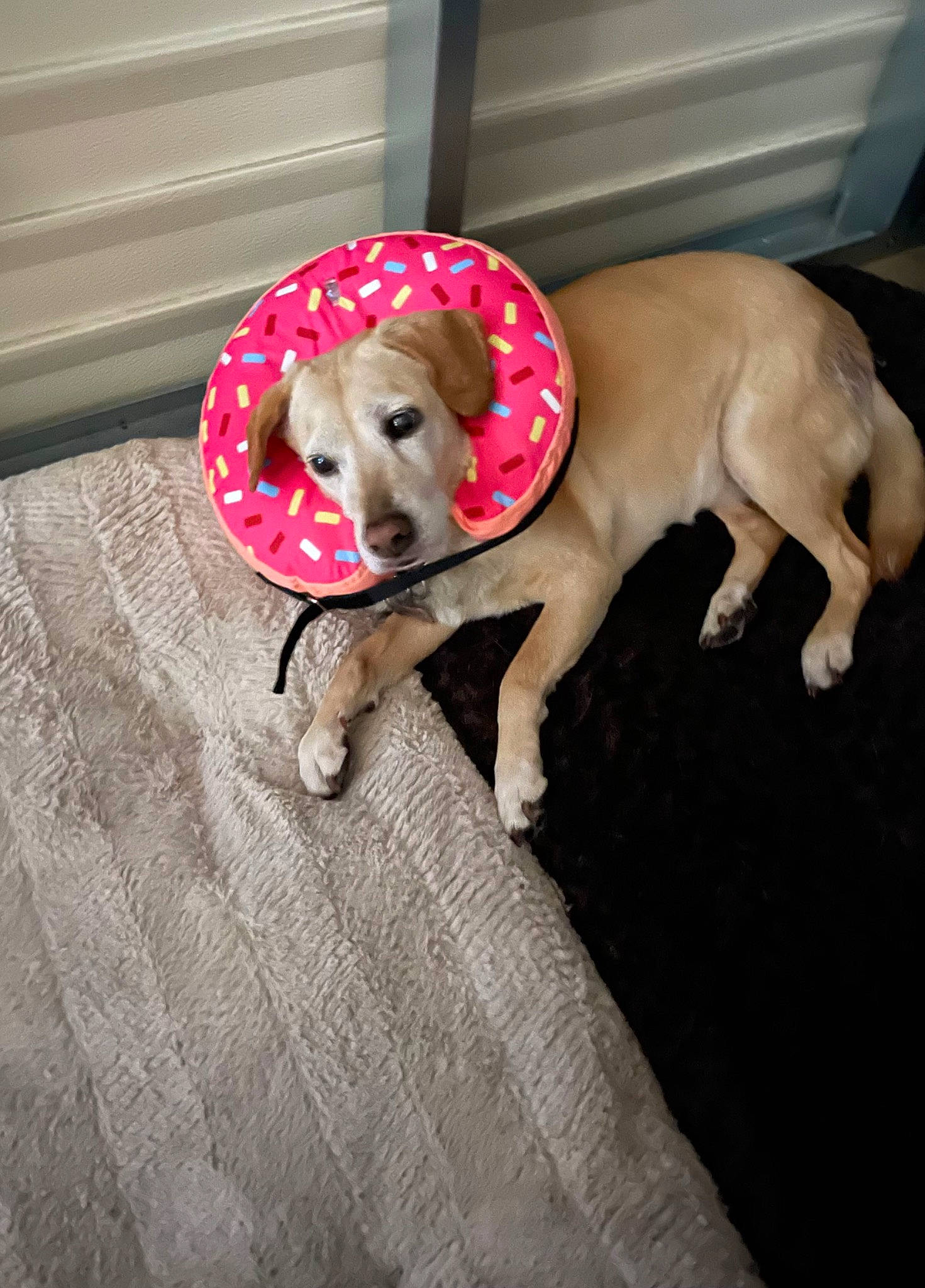 Chloe is registered to the contest to win money with this photo: canidae, carnivore, collar, comfort, companion_dog, dog, dog_breed, dog_collar, dog_supply, fawn, flooring, gun_dog, hardwood, paw, pet_supply, snout, sporting_group, tail, wood, working_animal