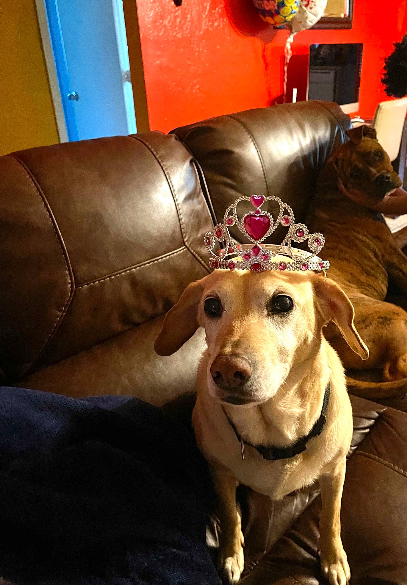 Chloe is registered to the contest to win money with this photo: canidae, carnivore, collar, comfort, companion_dog, couch, dog, dog_breed, dog_collar, dog_supply, fawn, flooring, fur, picture_frame, snout, sofa_bed, sporting_group, studio_couch, whiskers, working_animal