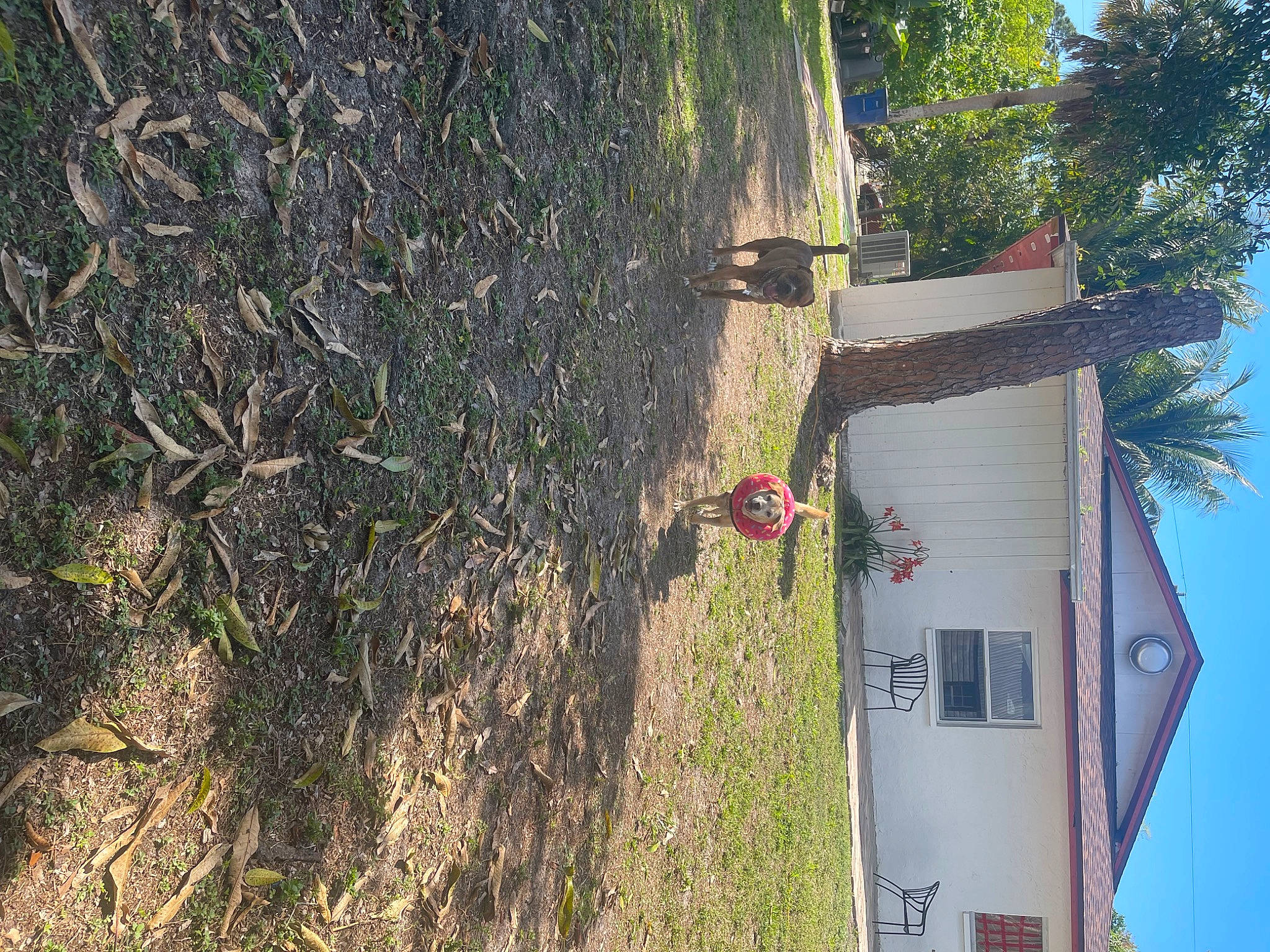 Chloe joined the competition — help win amazing prizes! adventure, aerial_photography, building, concrete, extreme_sport, facade, grass, house, landscape, plant, roof, shadow, sky, slope, soil, sport_climbing, tree, trunk, window, wood