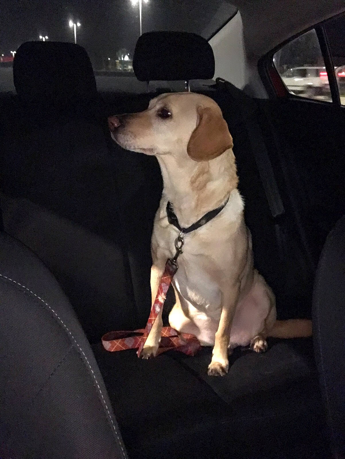 Chloe joined the competition — help win amazing prizes! auto_part, automotive_exterior, car, car_seat, car_seat_cover, carnivore, collar, comfort, companion_dog, couch, dog, dog_breed, dog_collar, fawn, pet_supply, snout, sporting_group, vehicle, vehicle_door, working_animal