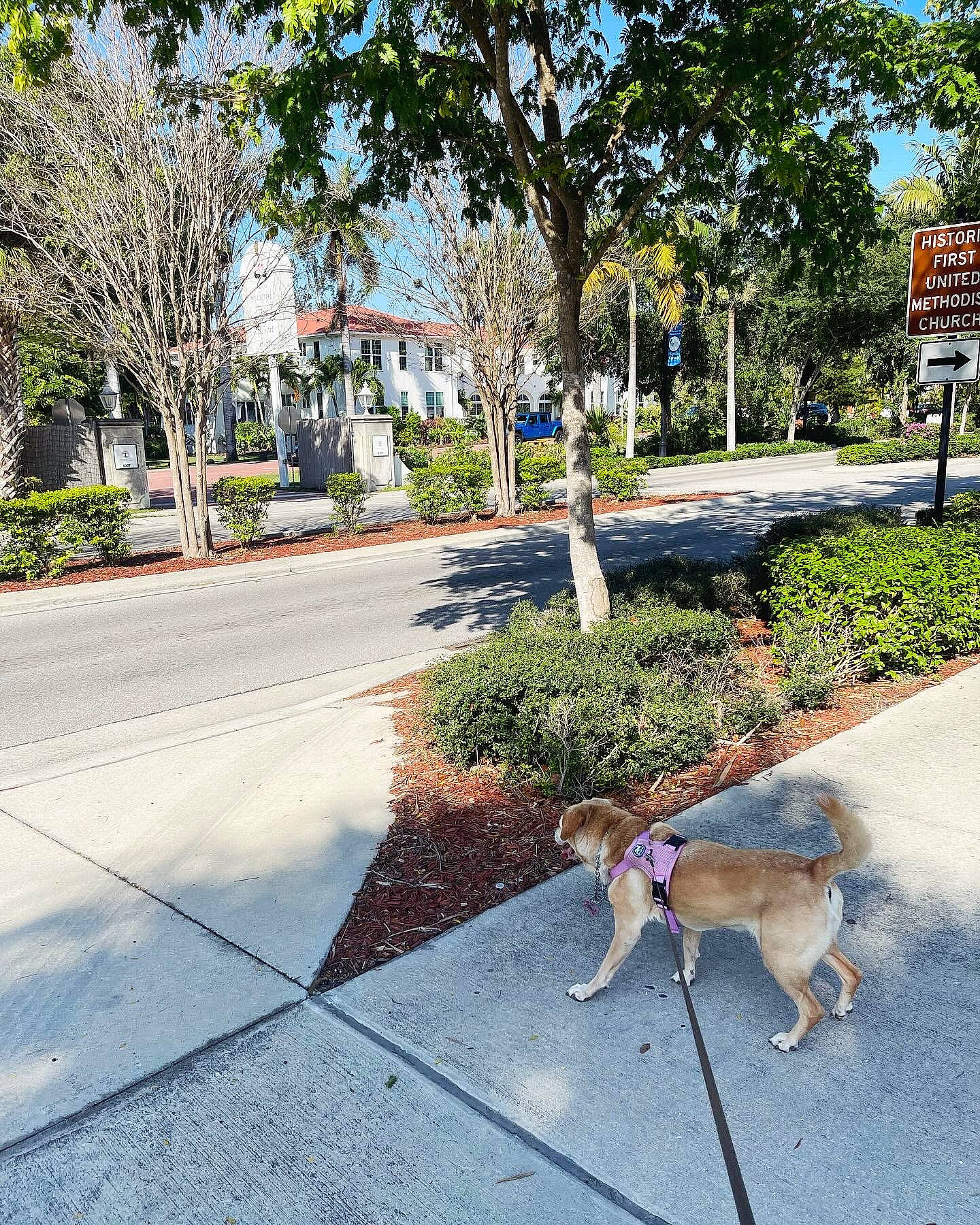 Chloe is registered to the contest to win money with this photo: asphalt, building, carnivore, city, dog, dog_breed, fawn, grass, line, neighbourhood, plant, public_space, residential_area, road, road_surface, shade, sidewalk, sky, tree, urban_design